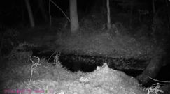 Szop pracz na wolności. Kamera zarejestrowała go w warszawskim lesie