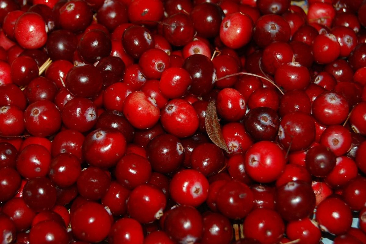 Cranberry belongs to the group of superfoods.