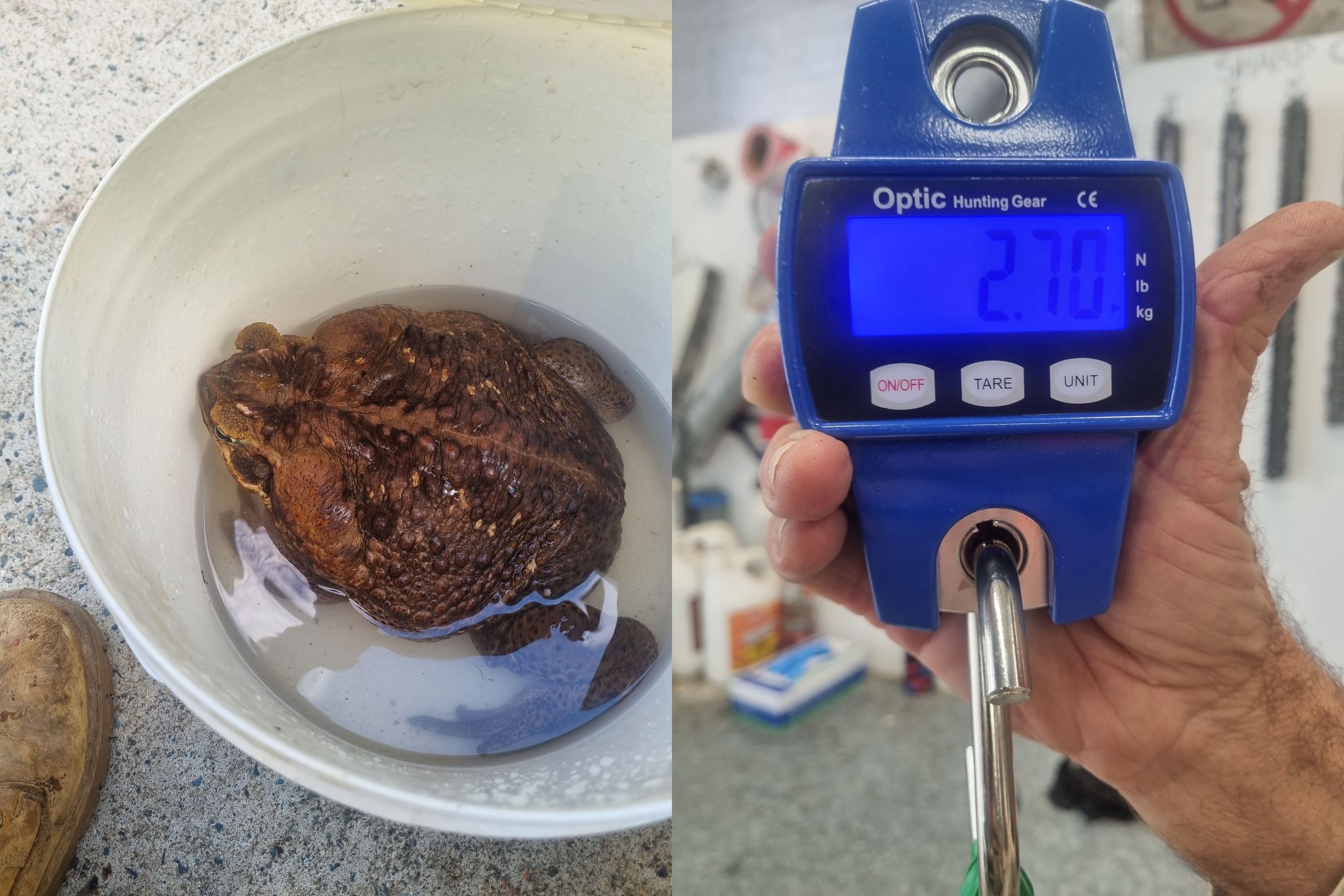 Ogromna ropucha ważyła aż 2,7 kg.