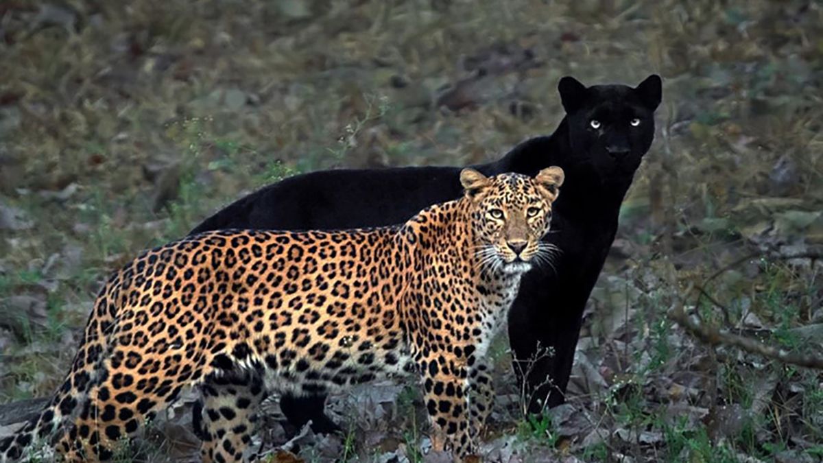 Lampart i czarna pantera za nim. To zdjęcie kosztowało fotografa 6 dni czekania 1