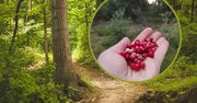 Pokazali "dary lasu". Mało kto wie, że można je jeść
