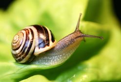 Jak pozbyć się ślimaków z ogrodu? Niszczą rośliny i wywołują choroby