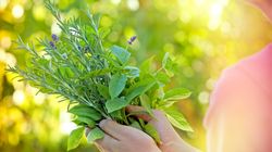 Zioła obniżające ciśnienie krwi 