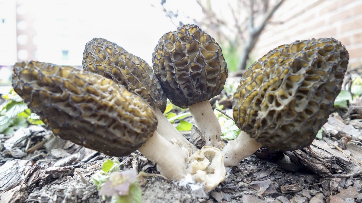 Prowadzą hodowlę chronionych grzybów