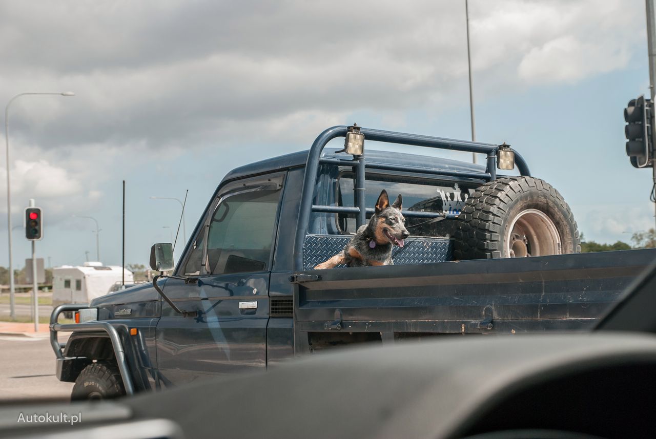 W Australii taki transport zwierząt nikomu nie przeszkadza