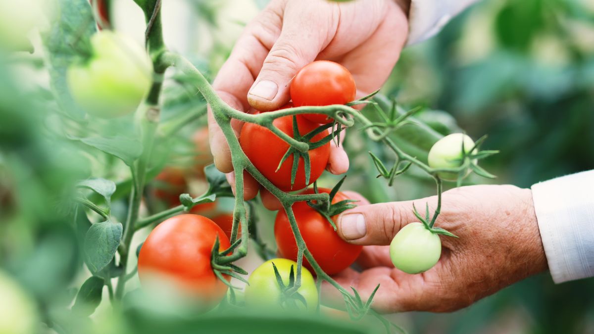 Pomidory wyrosną niezwykle dorodne. Trzymaj się tych zasad