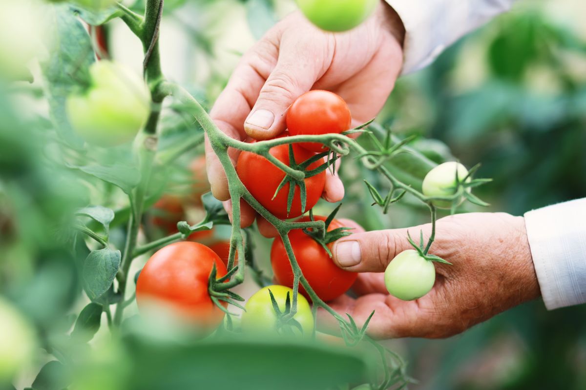 June tips for thriving tomato plants: Balancing light and nutrients