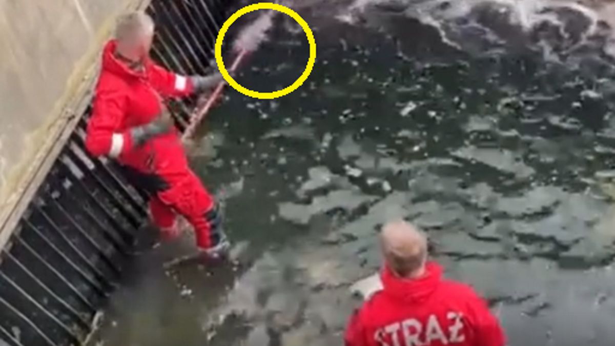 Strażnicy miejscy uratowali bobra