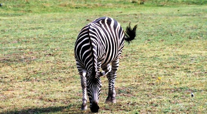 Zebra. Gwiazda w paski