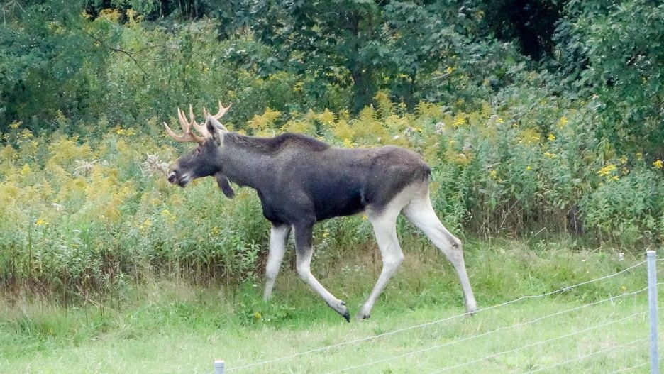 Lublin. Toyota zderzyła się z łosiem - zdjęcie ilustracyjne