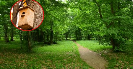 Nowatorski projekt w Pruszkowie. Mieszkańcy będą mogli obserwować ptaki on-line
