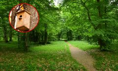 Nowatorski projekt w Pruszkowie. Mieszkańcy będą mogli obserwować ptaki on-line