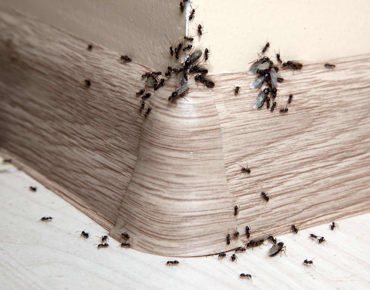 Domowe sposoby na mrówki