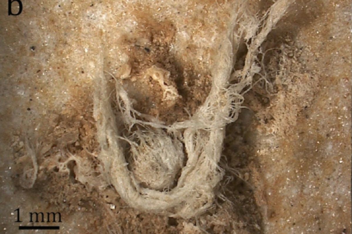 Archeolodzy odnaleźli sznurek, który został wykonany przez neandertalczyków.
