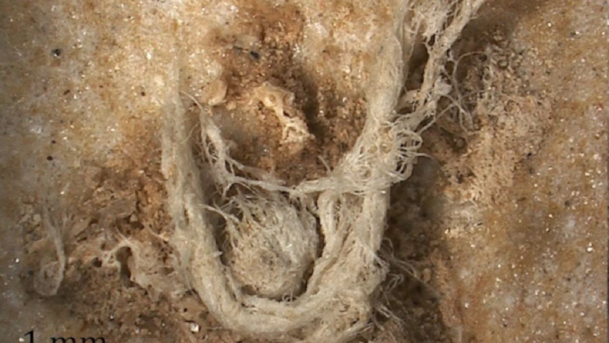 Archeolodzy odnaleźli sznurek, który został wykonany przez neandertalczyków.