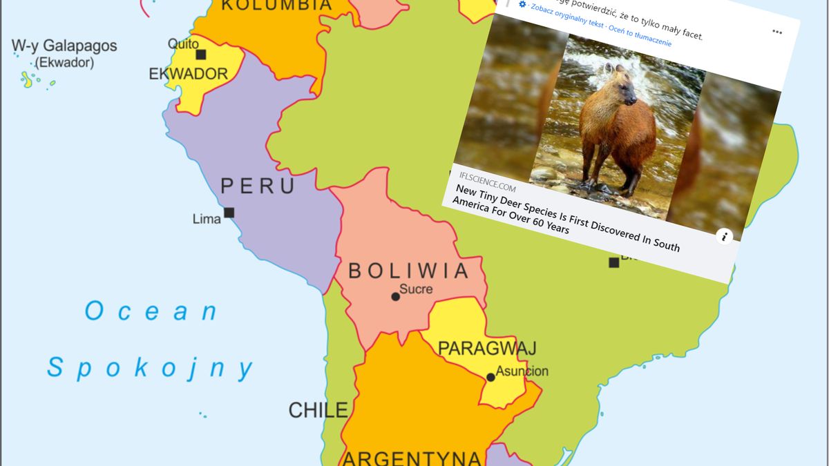 Nowy gatunek małych jeleniowatych odkryli naukowcy