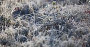 Wyraźne ochłodzenie nocą w Polsce. Przy gruncie nawet -9°C