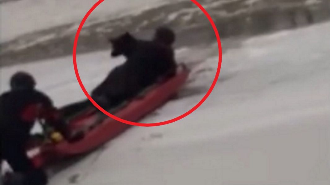 Zanurzonego w lodowatej rzece psa zauważyli policjanci z Makowa Mazowieckiego, kiedy przejeżdżali przez most nad rzeką Orzyc.