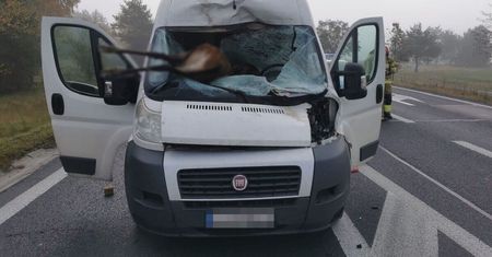 Zderzenie jelenia z busem dostawczym. Zwierzę wpadło do kabiny kierowcy – nie udało się go uratować