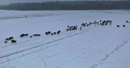Przez dwa lata liczono zwierzęta. Ile żubrów żyje w Puszczy Białowieskiej?