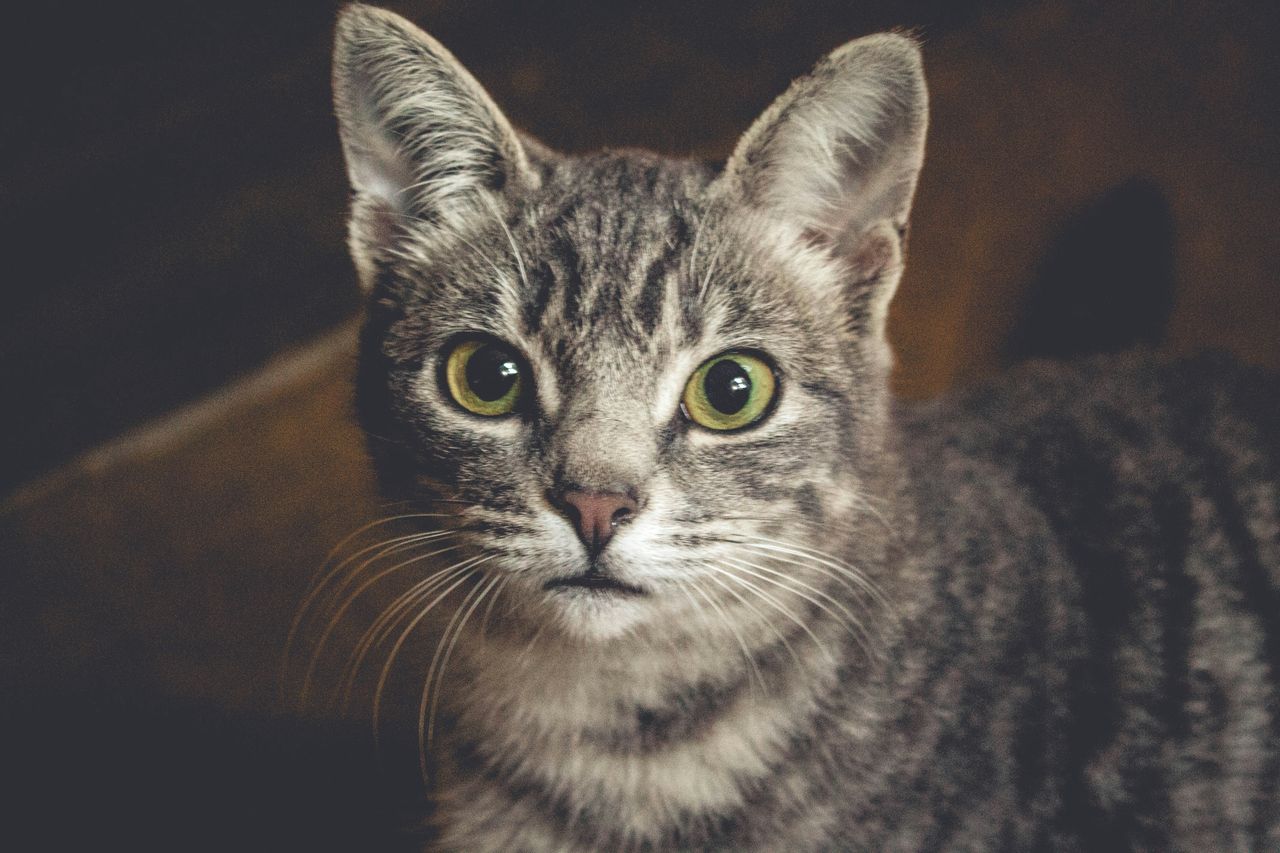 Cats understand what we say to them. This is confirmed by further research.