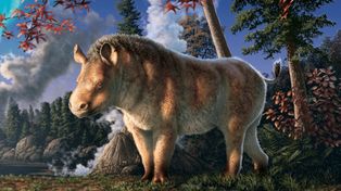 Arktyczny nosorożec odkryty w Kanadzie. Nowy gatunek zmienia historię ewolucji