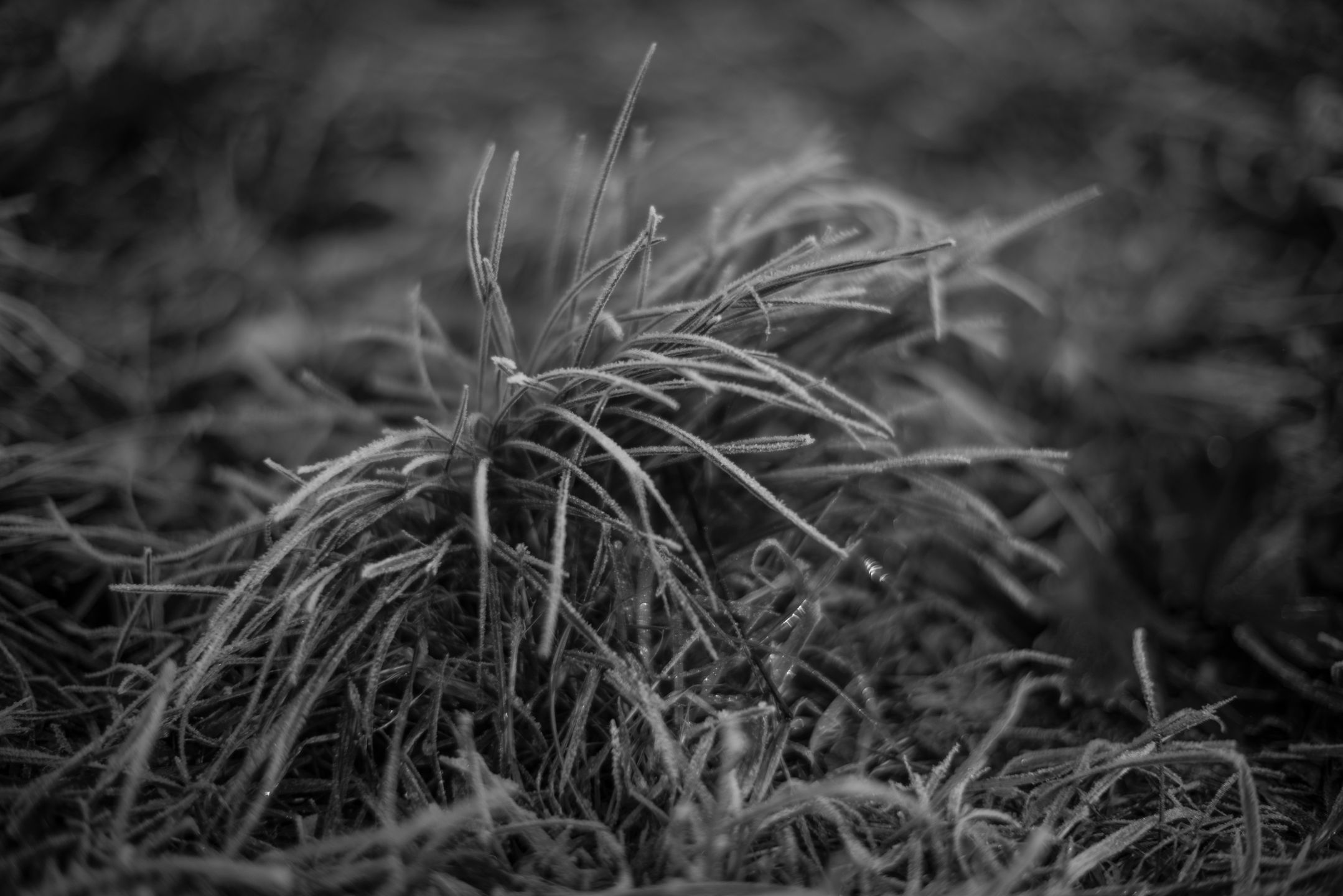 Voigtländer VM 50 mm f/1.1 Nokton - bardzo jasna pięćdziesiątka, która kreuje własną rzeczywistość [test] 42