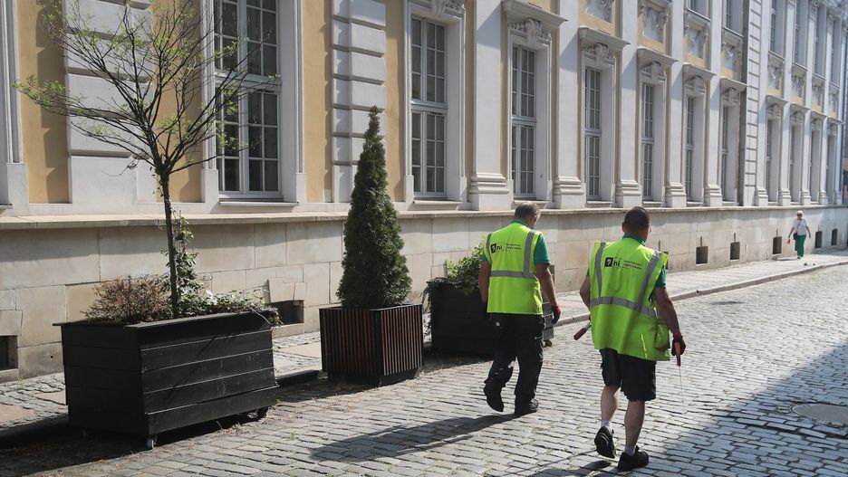 Uschnięte drzewka w donicach