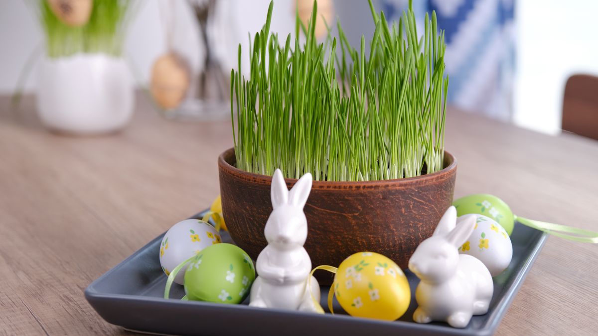 Owies wielkanocny może być efektowną częścią dekoracji