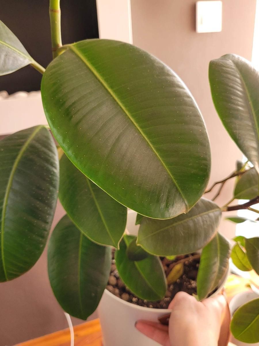 Fikus jest groźny dla alegików