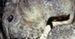 ''Jurassic Park 4'': Colin Trevorrow oko w oko z dinozaurami