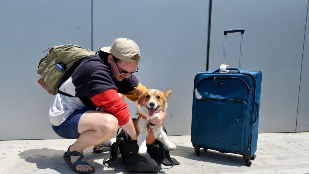 Podróżowanie ze zwierzętami domowymi w UE po nowemu