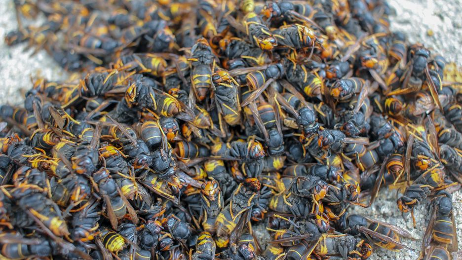 Vespa velutina - inwazyjny gatunek z rodziny osowatych 