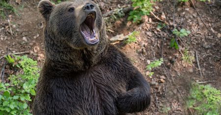 Dlaczego dochodzi do ataków niedźwiedzi? Ekspertka obala popularny mit