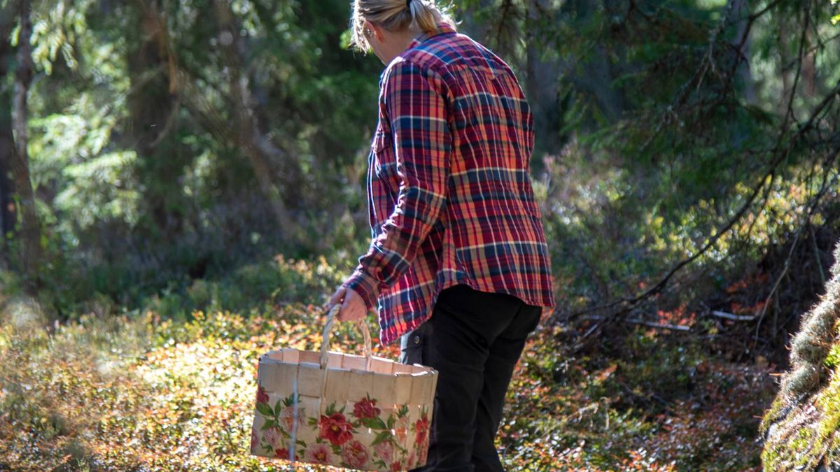Kary za zbieranie jagód w lesie (zdjęcie podglądowe)