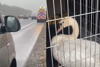 Nietypowe utrudnienia na jezdni. Łabędź zablokował S3 pod Goleniowem