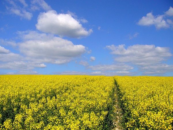 Petoksamid z chlomazonem - nowe narzędzie w walce z chwastami w rzepaku