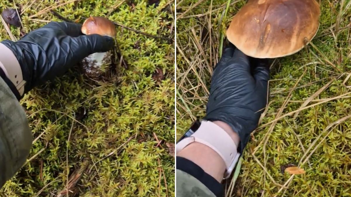 Czeszka pokazała krótki film z grzybobrania