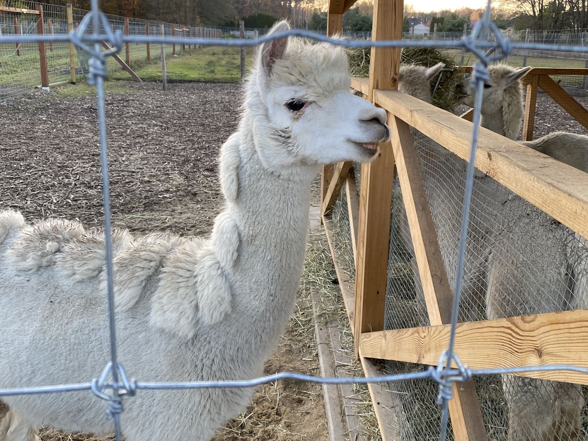 Mini zoo na terenie farmy dyniowej" Dobronianka"