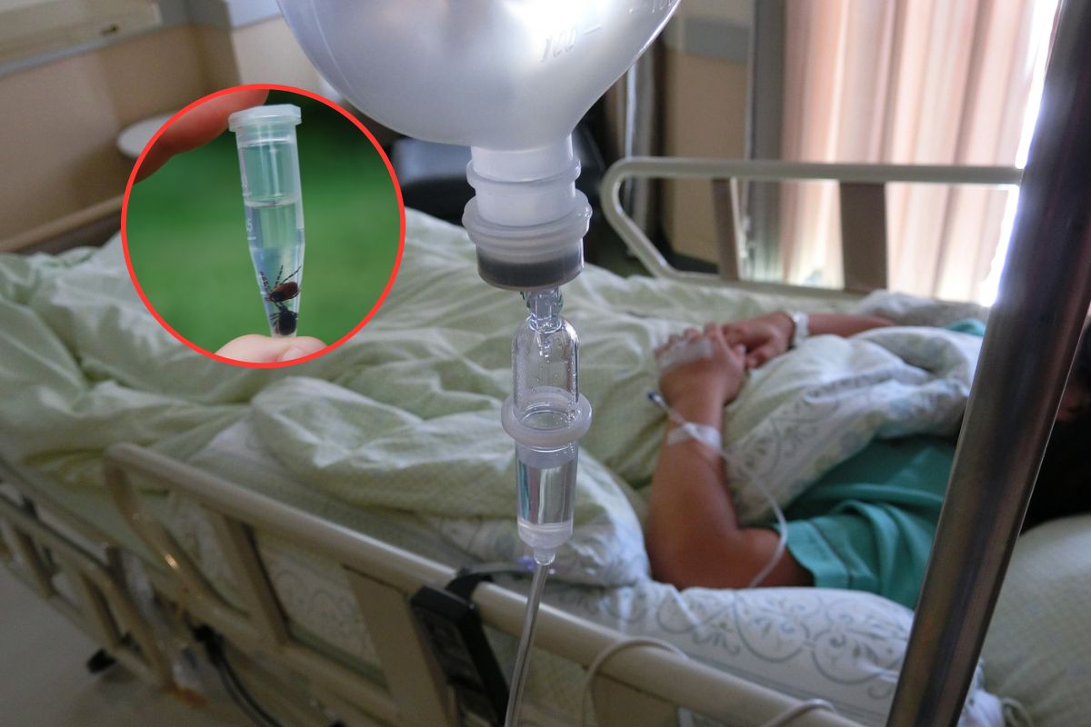 Zapadł w śpiączkę po ukąszeniu kleszcza. Włoski trener w szpitalu