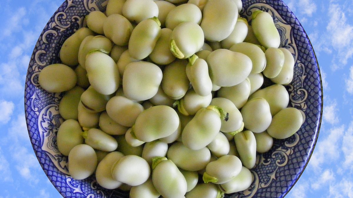 Gotowany młody bób bez dodatku soli, odsączony