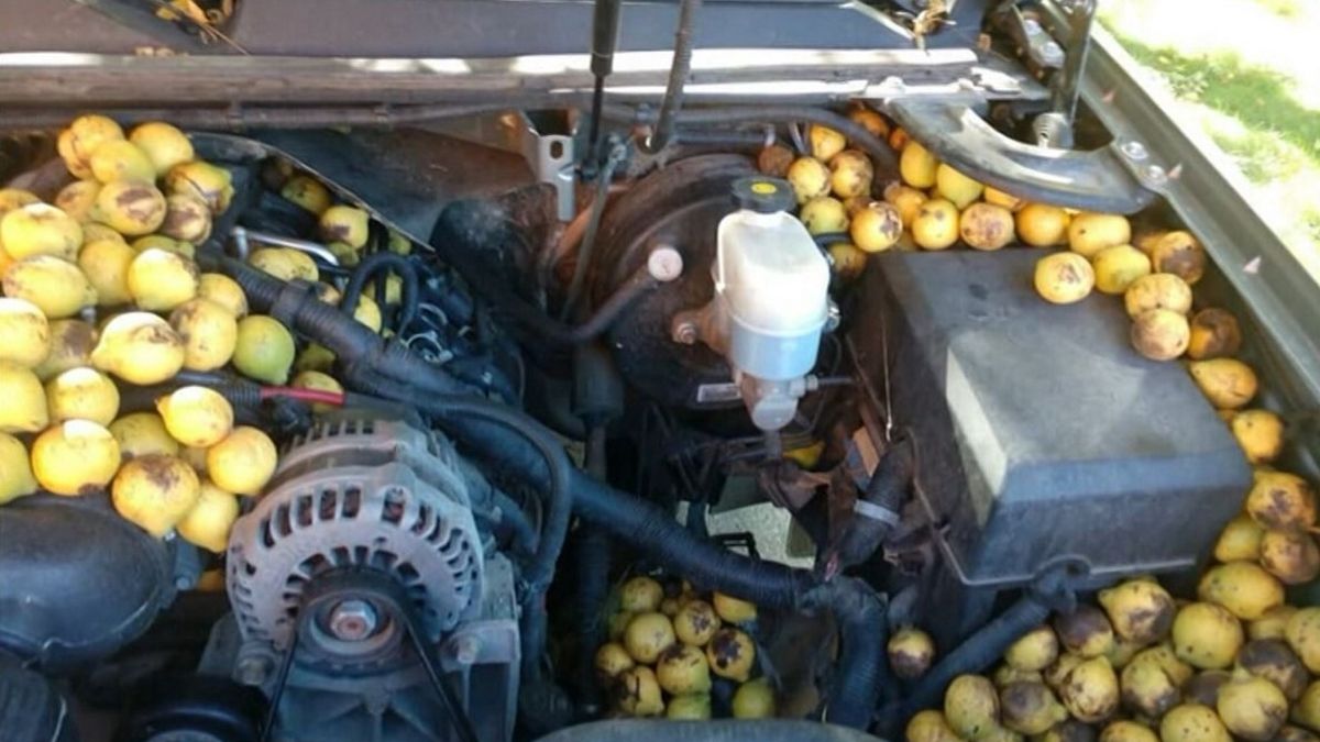 Wiewiórka magazynowała orzechy