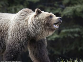Kobieta zabita przez niedźwiedzia. Jest ruch prokuratury