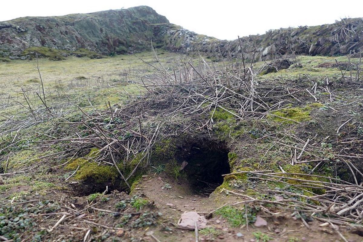 Skokholm. Niezwykłe odkrycie archeologiczne. Wykopały je króliki