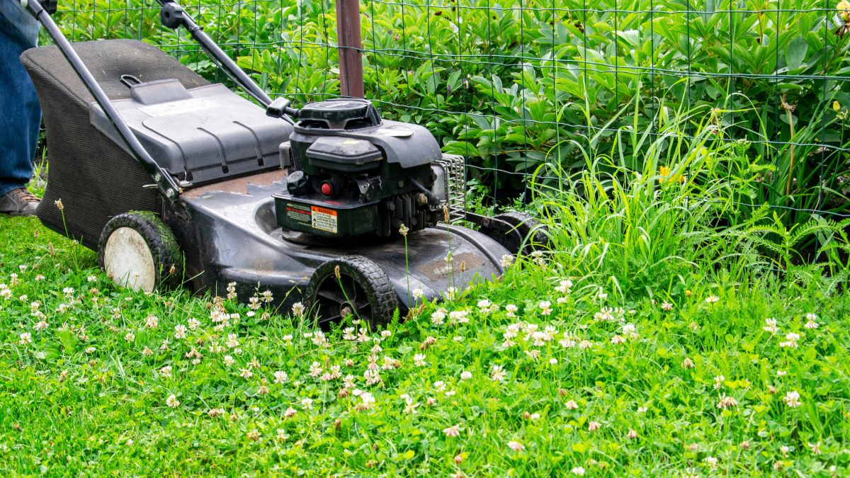 Czy koszenie trawników jest konieczne?