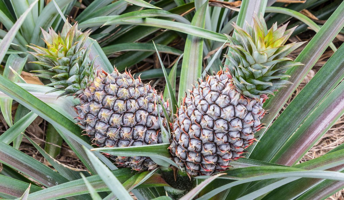 Sok z ananasa pomaga w zrzucaniu kilogramów - Pyszności; Foto Canva.com