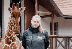 Wrocław. Mała żyrafa w ZOO. W okolicach świąt pokaże się zwiedzającym
