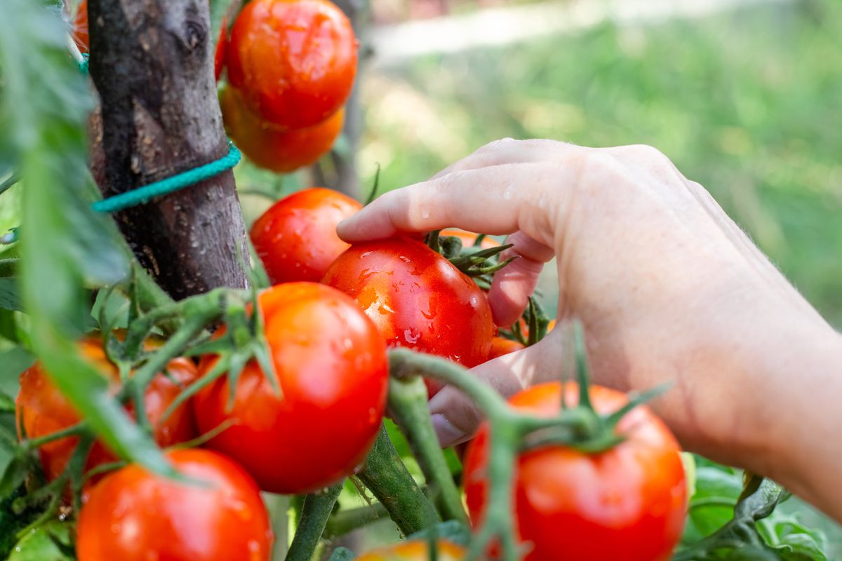 Pomidory to najchętniej uprawiane warzywa w naszych gródkach