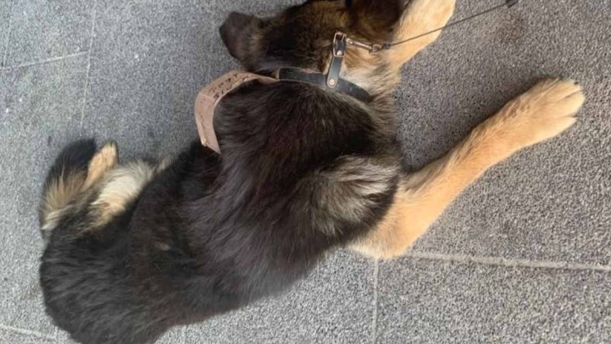 Gdy otoczenie zainteresowało się losem psa, ten od około dwóch godzin przebywał w upale i bez dostępu do wody pitnej 