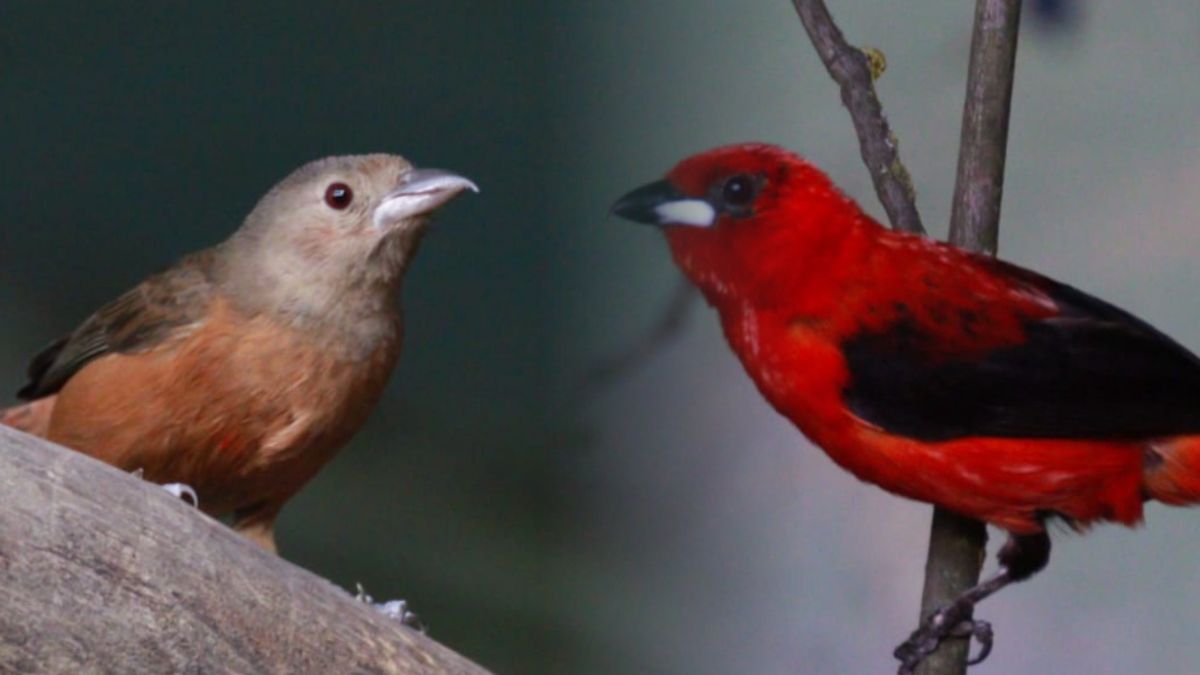  Para tapirang purpurowych